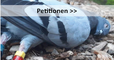 Schaltfläche zu den Petitionen. Man sieht eine Taube